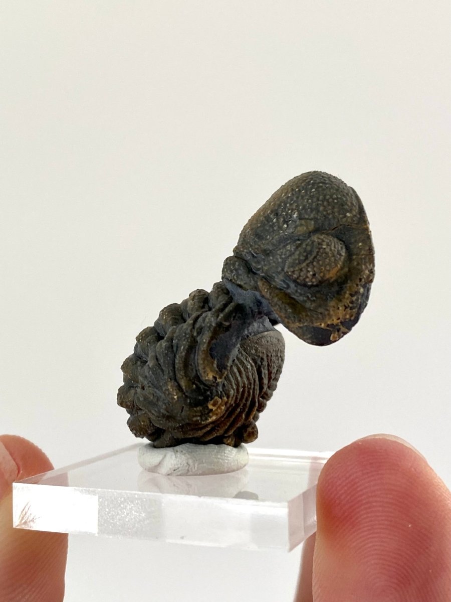 Morocops fossil Trilobite rolled up (3.5cm) - FossilsAndMore