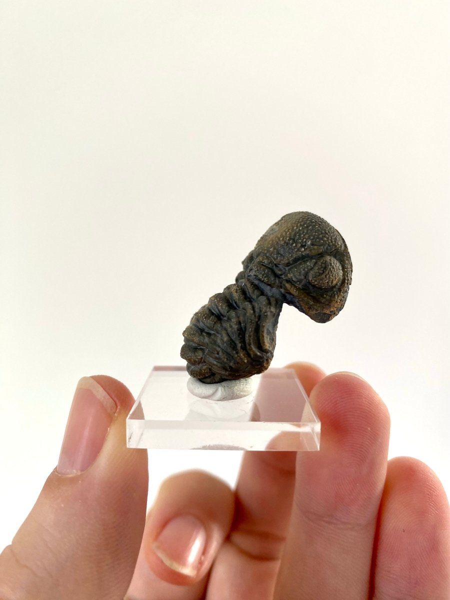 Morocops fossil Trilobite rolled up (3.5cm) - FossilsAndMore