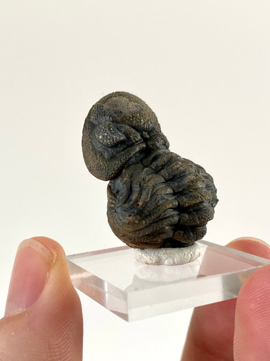 Morocops fossil Trilobite rolled up (3.5cm) - FossilsAndMore