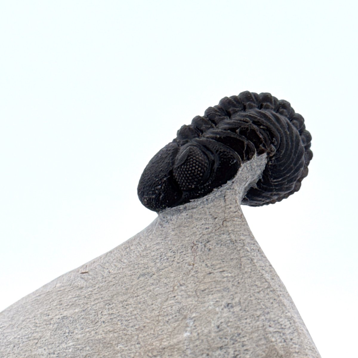 Morocops Trilobite fossil on matrix (1.70") - Devonian, Morocco (Copy) - FossilsAndMore