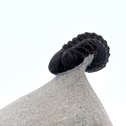 Morocops Trilobite fossil on matrix (1.70") - Devonian, Morocco (Copy) - FossilsAndMore