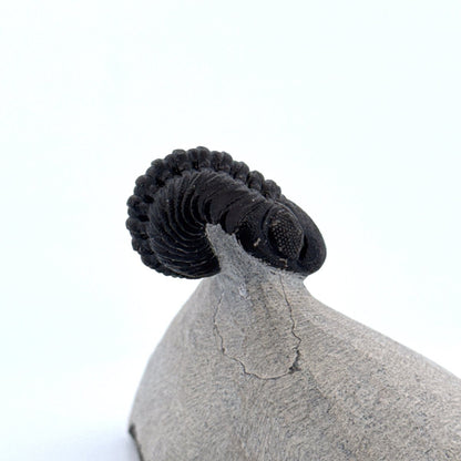 Morocops Trilobite fossil on matrix (1.70") - Devonian, Morocco (Copy) - FossilsAndMore