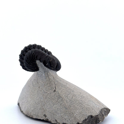 Morocops Trilobite fossil on matrix (1.70") - Devonian, Morocco (Copy) - FossilsAndMore