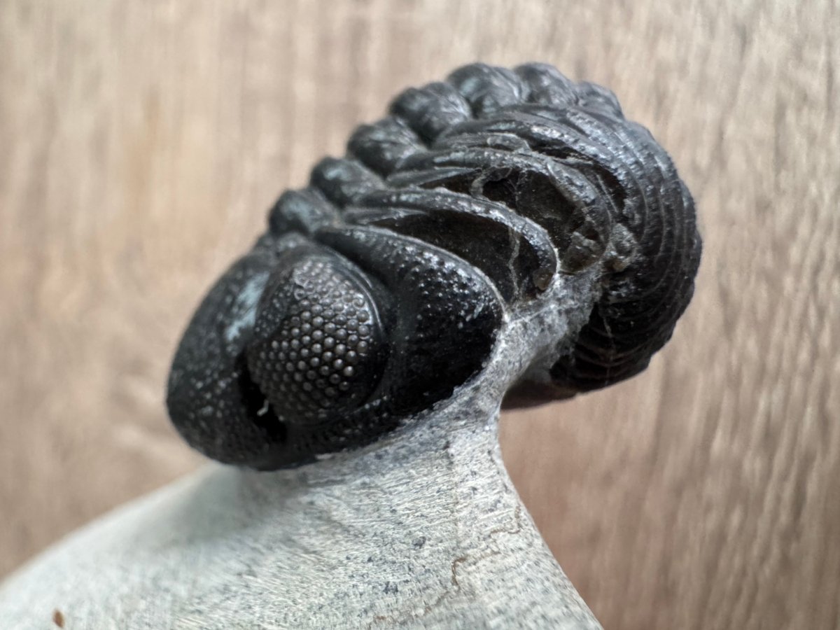 Morocops Trilobite fossil on matrix (1.70") - Devonian, Morocco (Copy) - FossilsAndMore