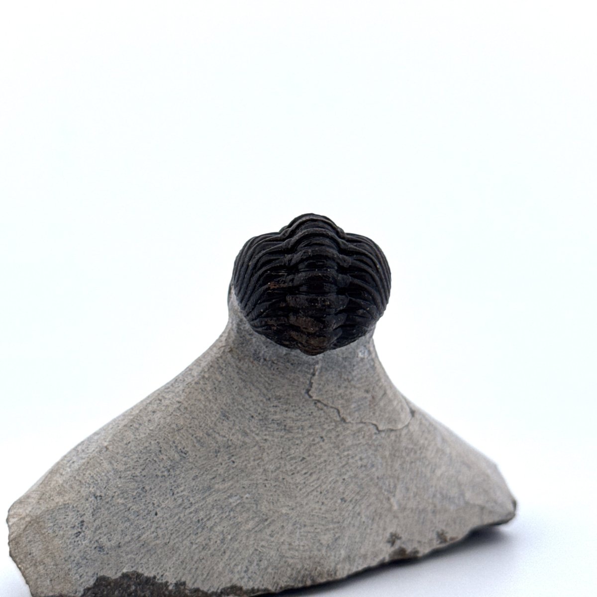 Morocops Trilobite fossil on matrix (1.70") - Devonian, Morocco (Copy) - FossilsAndMore