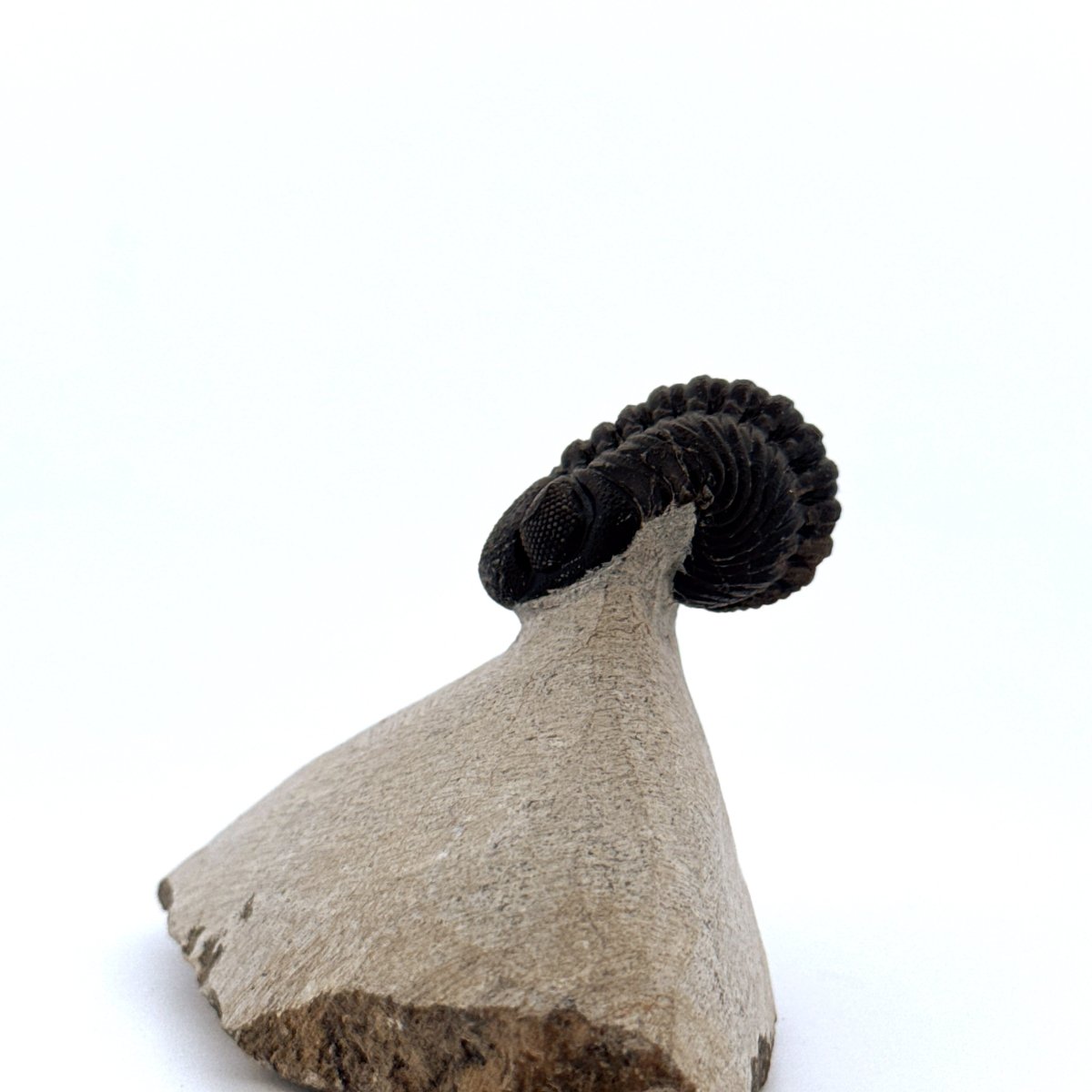 Morocops Trilobite fossil on matrix (1.70") - Devonian, Morocco (Copy) - FossilsAndMore