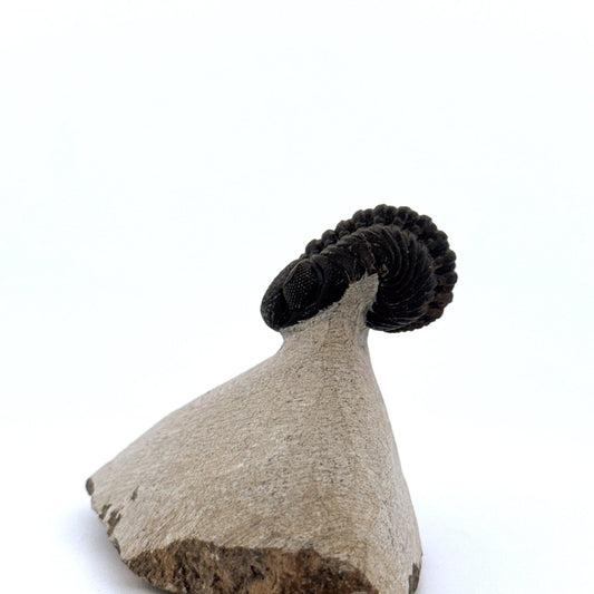 Morocops Trilobite fossil on matrix (1.70") - Devonian, Morocco (Copy) - FossilsAndMore