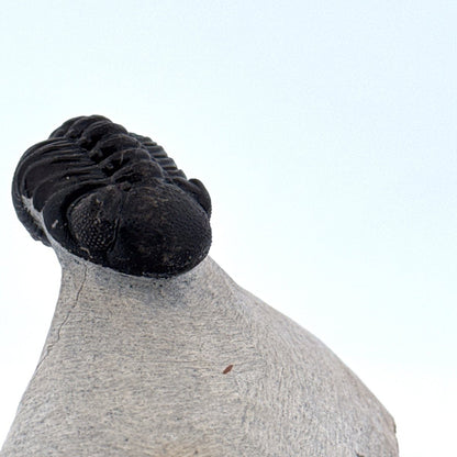 Morocops Trilobite fossil on matrix (1.70") - Devonian, Morocco (Copy) - FossilsAndMore