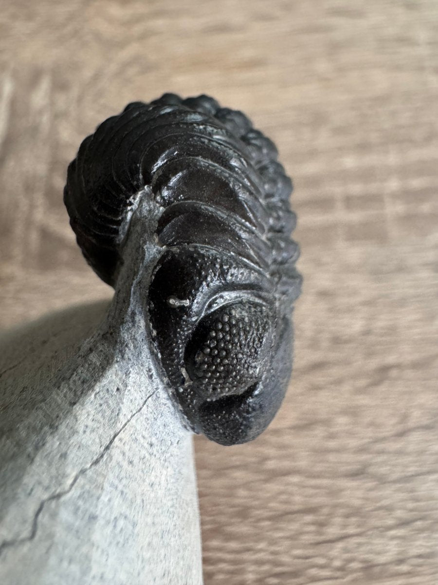 Morocops Trilobite fossil on matrix (1.70") - Devonian, Morocco (Copy) - FossilsAndMore