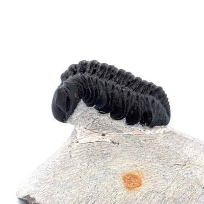 Morocops Trilobite fossil on matrix (2.00") - Devonian, Morocco - FossilsAndMore