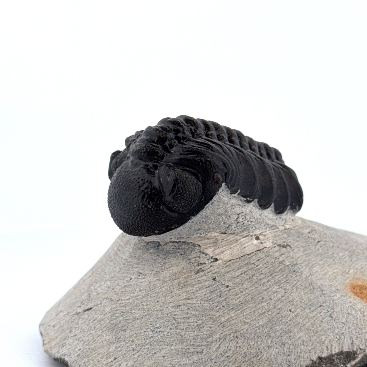 Morocops Trilobite fossil on matrix (2.00") - Devonian, Morocco - FossilsAndMore