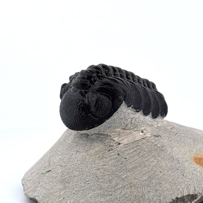 Morocops Trilobite fossil on matrix (2.00") - Devonian, Morocco - FossilsAndMore