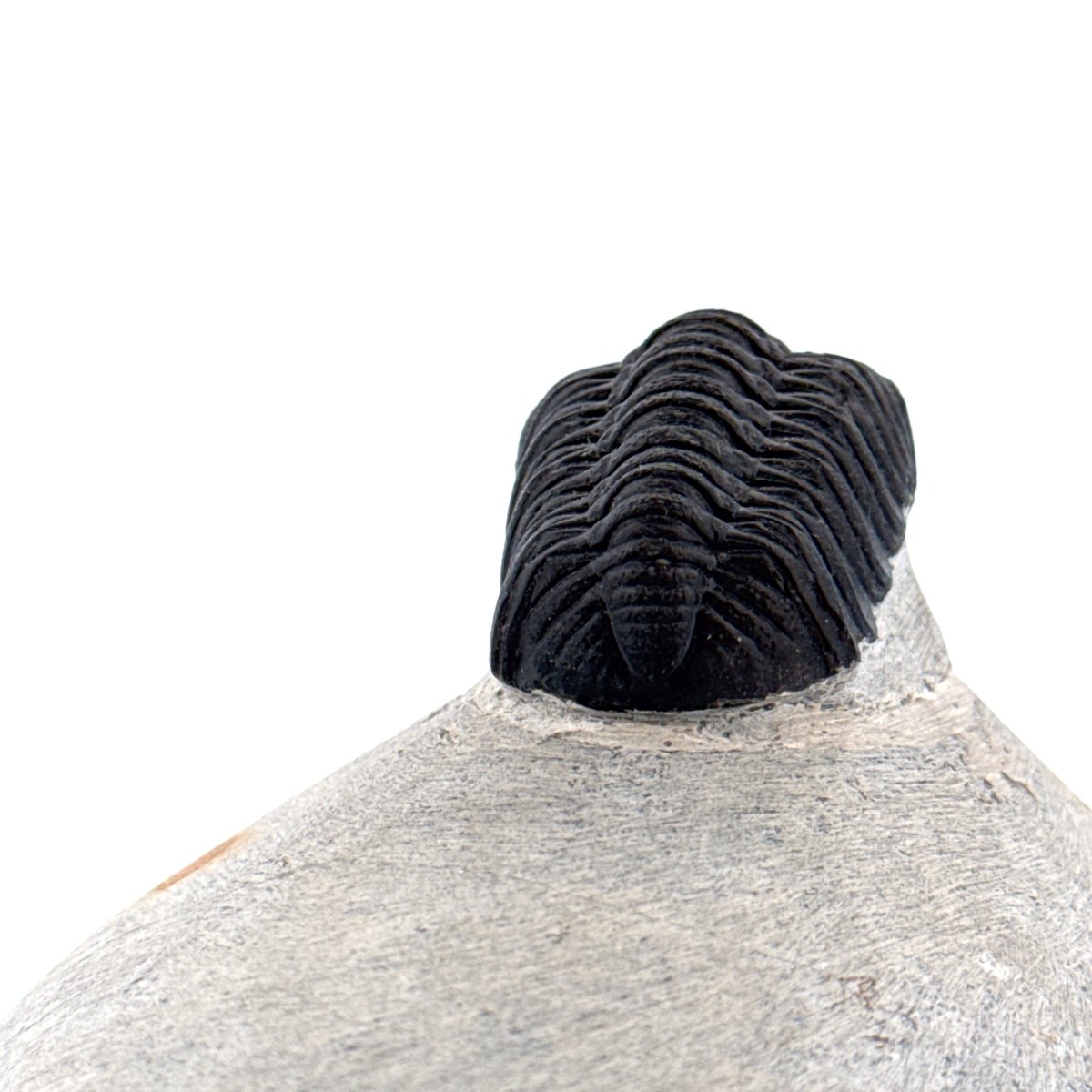 Morocops Trilobite fossil on matrix (2.00") - Devonian, Morocco - FossilsAndMore