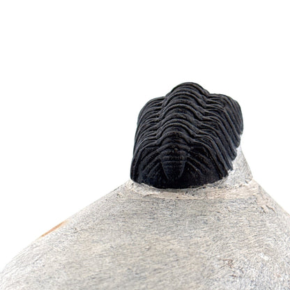 Morocops Trilobite fossil on matrix (2.00") - Devonian, Morocco - FossilsAndMore