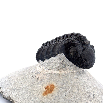 Morocops Trilobite fossil on matrix (2.00") - Devonian, Morocco - FossilsAndMore