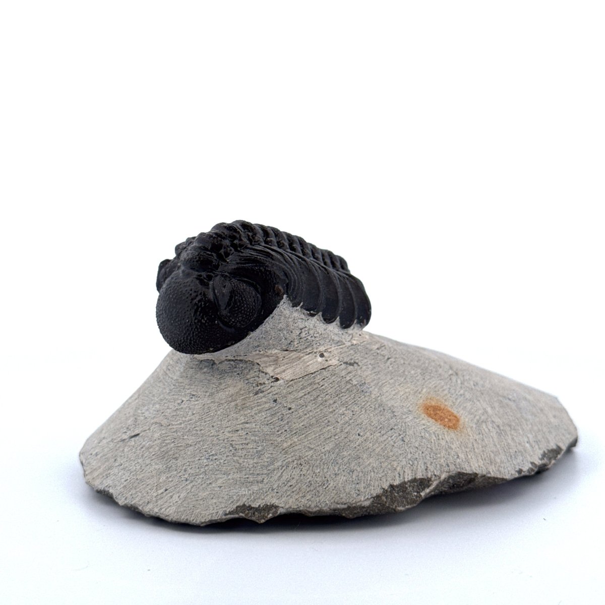 Morocops Trilobite fossil on matrix (2.00") - Devonian, Morocco - FossilsAndMore