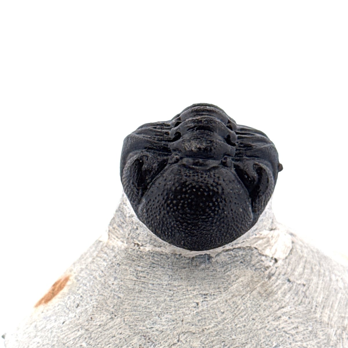 Morocops Trilobite fossil on matrix (2.00") - Devonian, Morocco - FossilsAndMore