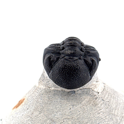 Morocops Trilobite fossil on matrix (2.00") - Devonian, Morocco - FossilsAndMore