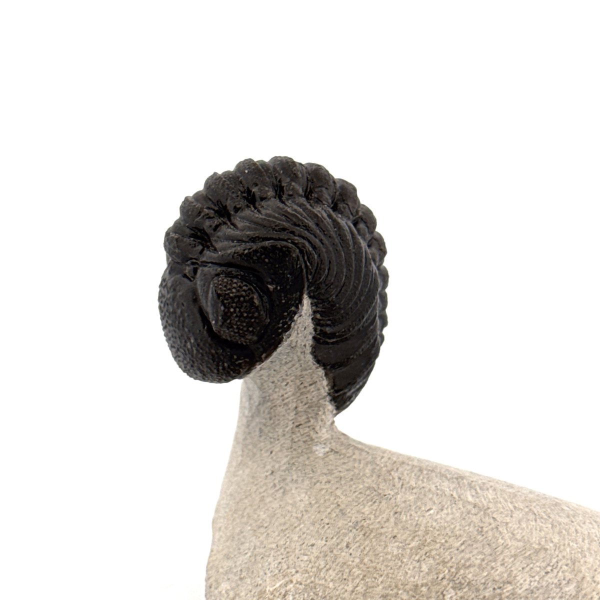 Morocops Trilobite fossil on matrix (2.10") - Devonian, Morocco - FossilsAndMore