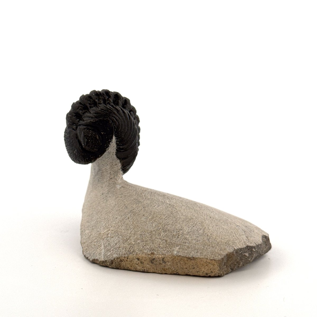 Morocops Trilobite fossil on matrix (2.10") - Devonian, Morocco - FossilsAndMore