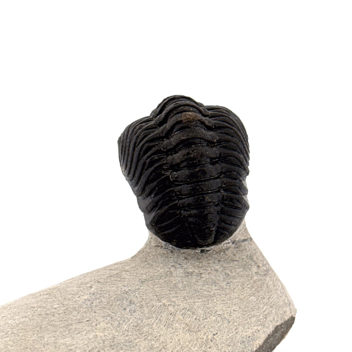 Morocops Trilobite fossil on matrix (2.10") - Devonian, Morocco - FossilsAndMore