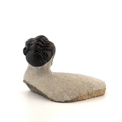 Morocops Trilobite fossil on matrix (2.10") - Devonian, Morocco - FossilsAndMore