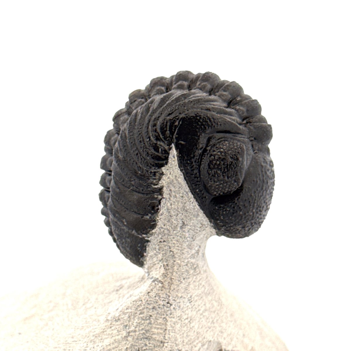 Morocops Trilobite fossil on matrix (2.10") - Devonian, Morocco - FossilsAndMore