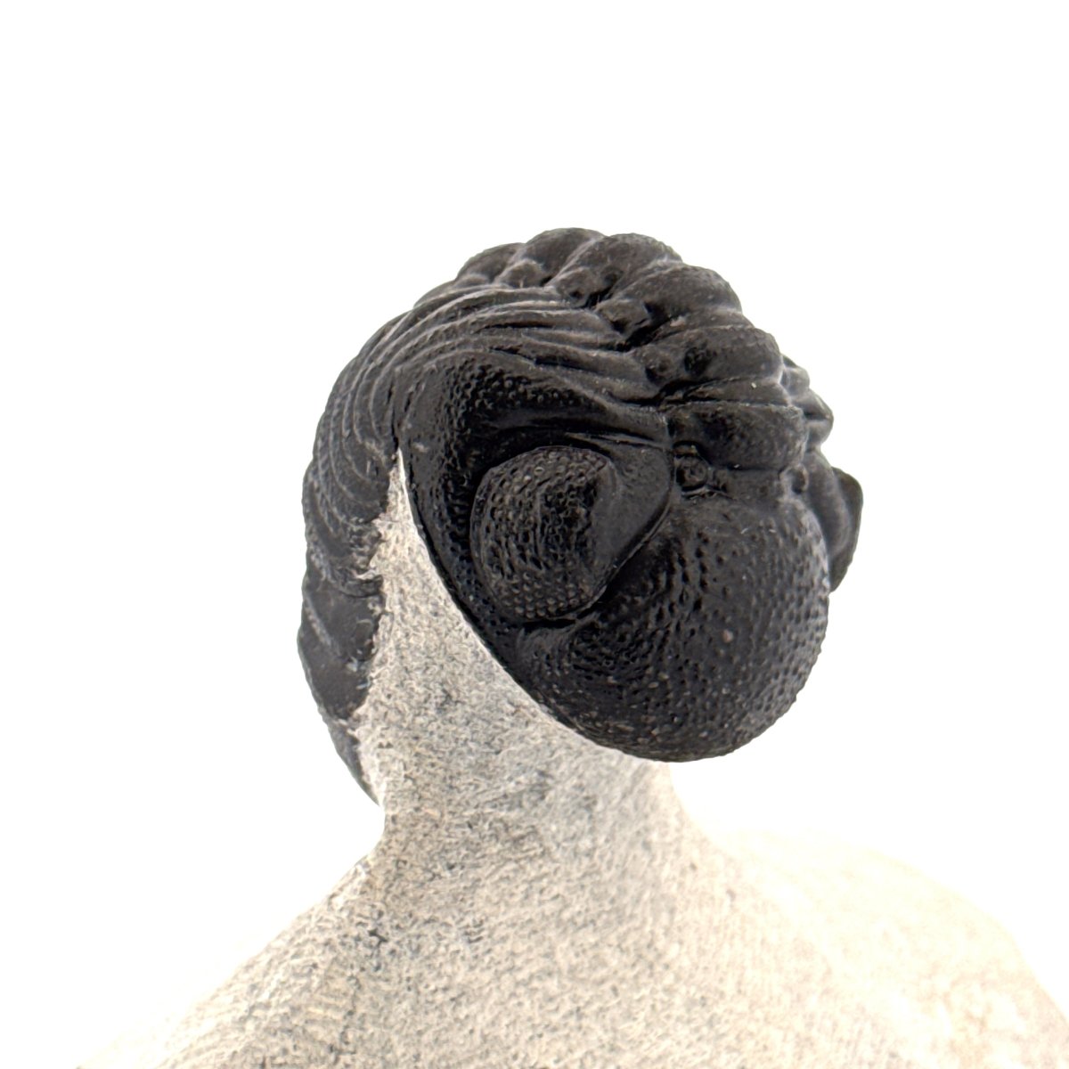 Morocops Trilobite fossil on matrix (2.10") - Devonian, Morocco - FossilsAndMore