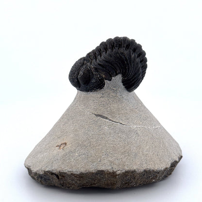 Morocops Trilobite fossil on matrix (2.15") - Devonian, Morocco - FossilsAndMore