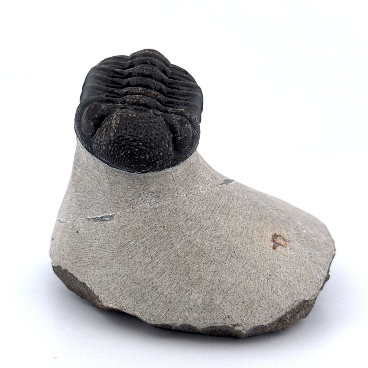 Morocops Trilobite fossil on matrix (2.15") - Devonian, Morocco - FossilsAndMore