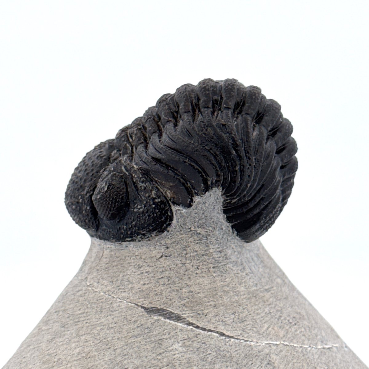 Morocops Trilobite fossil on matrix (2.15") - Devonian, Morocco - FossilsAndMore