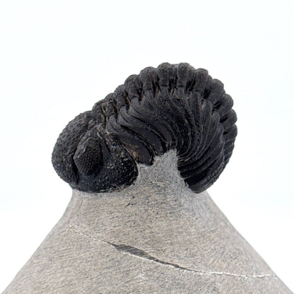 Morocops Trilobite fossil on matrix (2.15") - Devonian, Morocco - FossilsAndMore