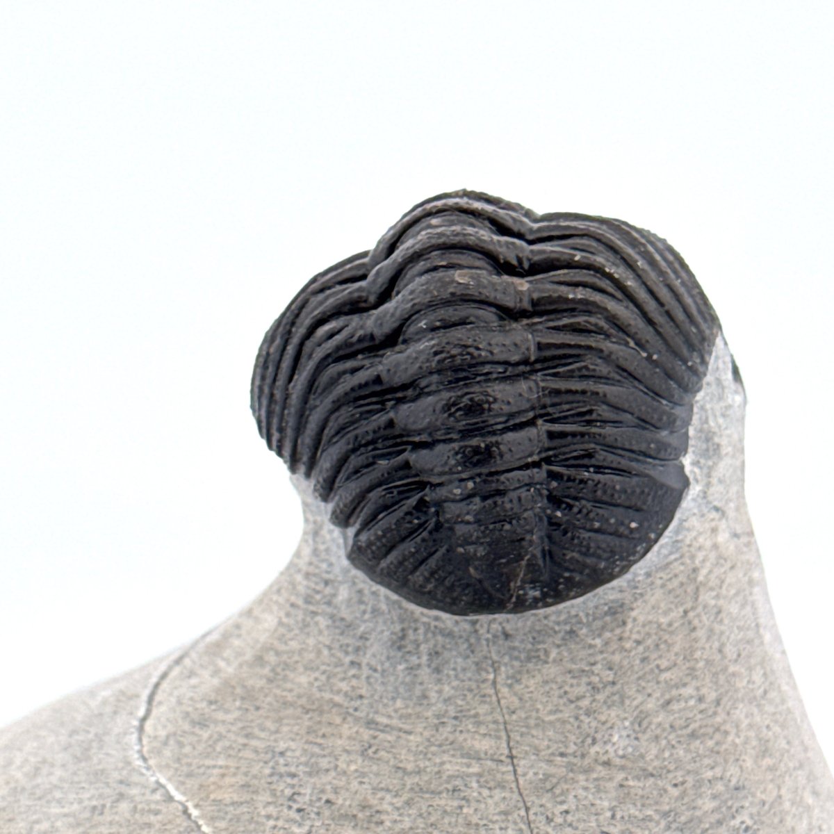 Morocops Trilobite fossil on matrix (2.15") - Devonian, Morocco - FossilsAndMore