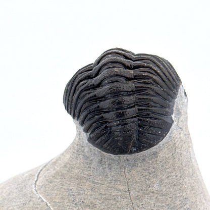 Morocops Trilobite fossil on matrix (2.15") - Devonian, Morocco - FossilsAndMore