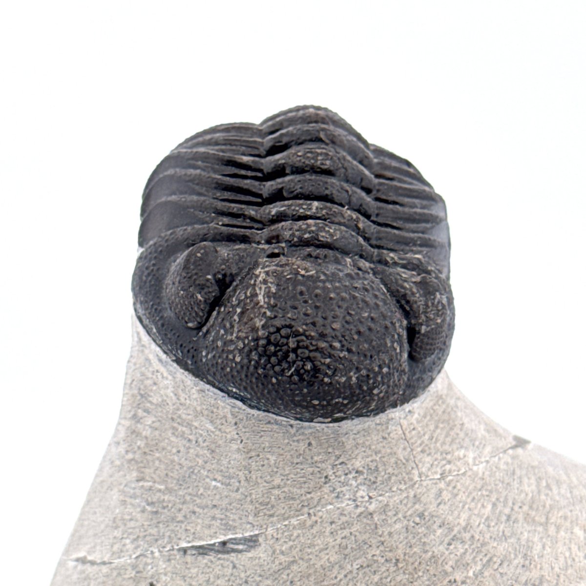 Morocops Trilobite fossil on matrix (2.15") - Devonian, Morocco - FossilsAndMore