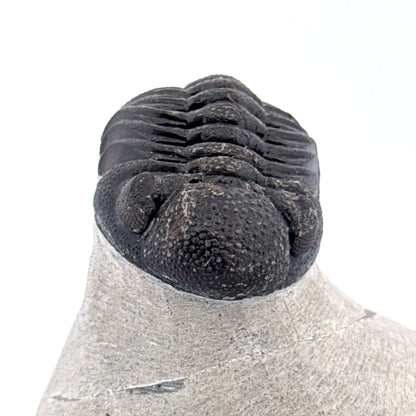 Morocops Trilobite fossil on matrix (2.15") - Devonian, Morocco - FossilsAndMore