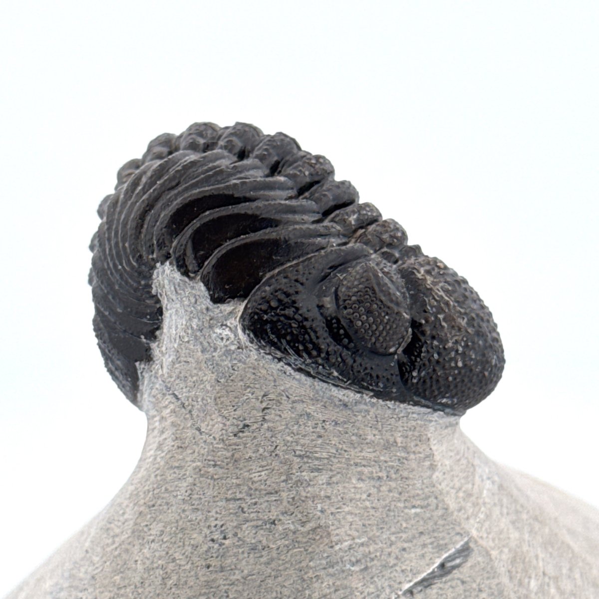 Morocops Trilobite fossil on matrix (2.15") - Devonian, Morocco - FossilsAndMore