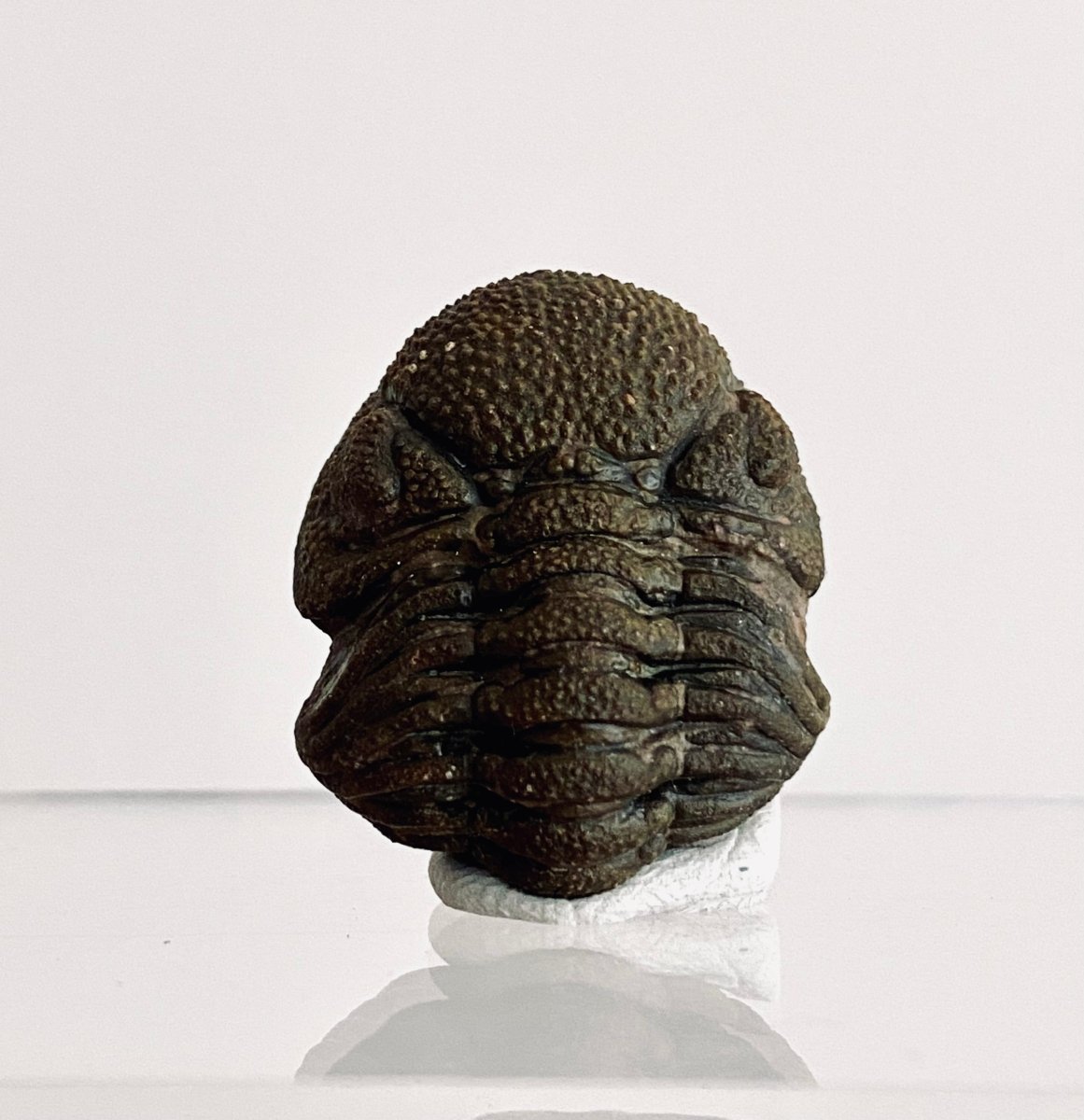 Morocops Trilobite fossil rolled up, Devonian period (1.13") - FossilsAndMore