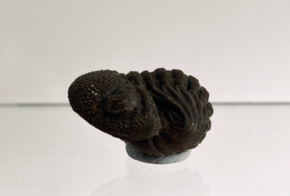 Morocops Trilobite fossil rolled up, Devonian period (1.13") - FossilsAndMore