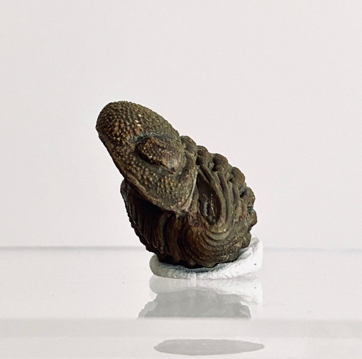 Morocops Trilobite fossil rolled up, Devonian period (1.13") - FossilsAndMore