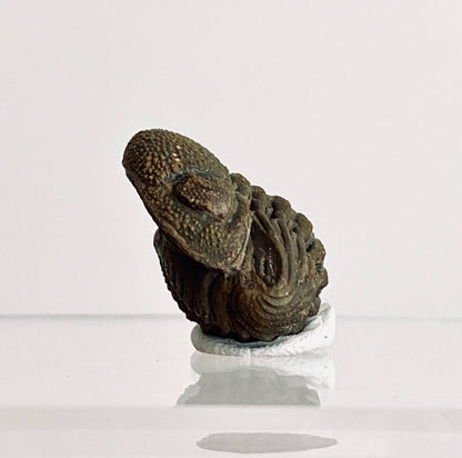 Morocops Trilobite fossil rolled up, Devonian period (1.13") - FossilsAndMore
