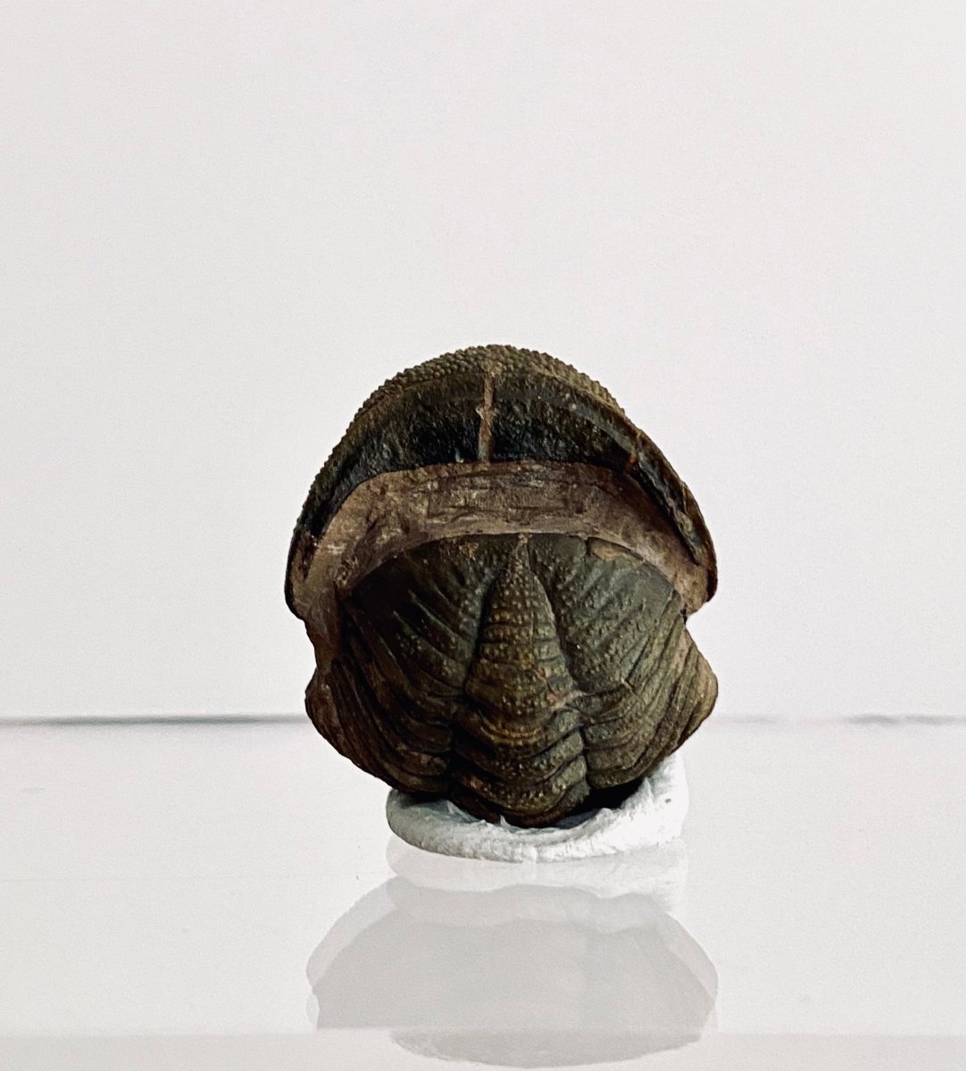 Morocops Trilobite fossil rolled up, Devonian period (1.13") - FossilsAndMore