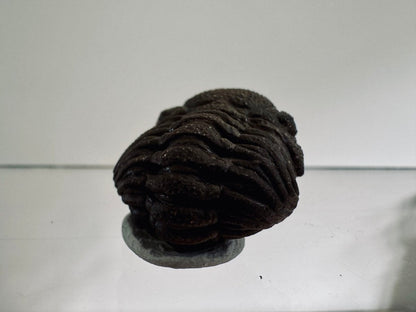 Morocops Trilobite fossil rolled up, Devonian period (1.13") - FossilsAndMore