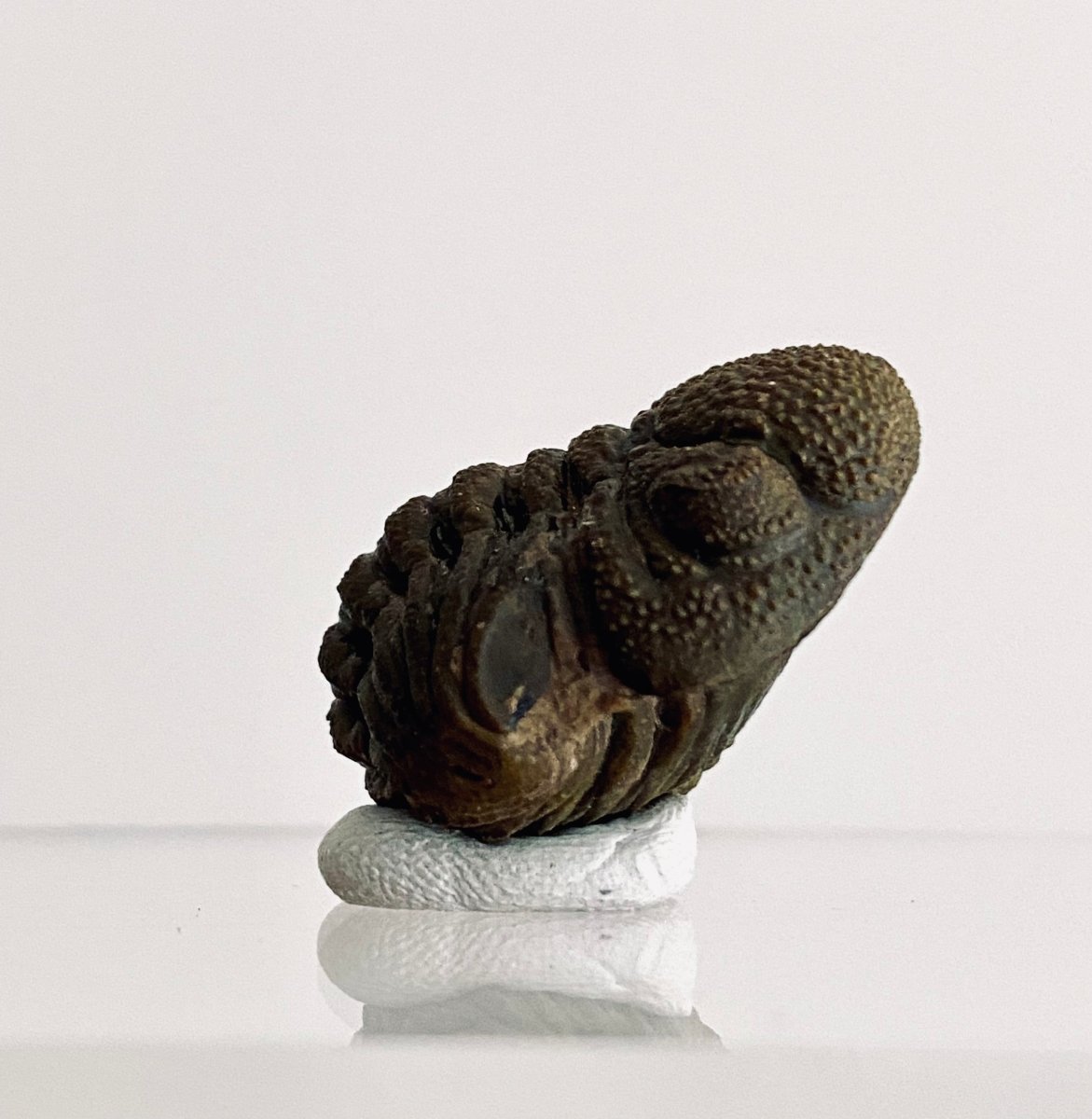 Morocops Trilobite fossil rolled up, Devonian period (1.13") - FossilsAndMore