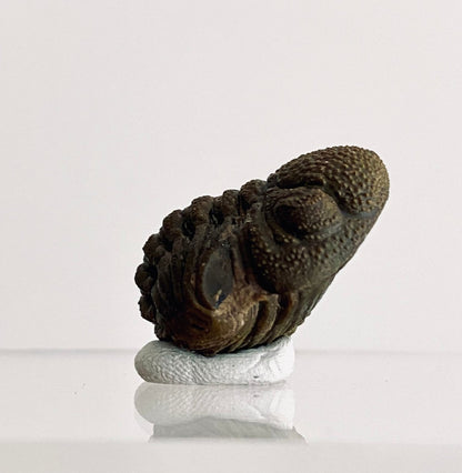 Morocops Trilobite fossil rolled up, Devonian period (1.13") - FossilsAndMore