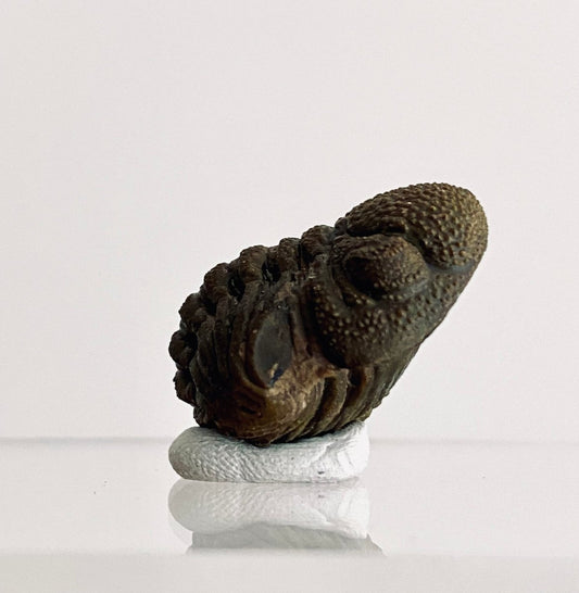 Morocops Trilobite fossil rolled up, Devonian period (1.13") - FossilsAndMore
