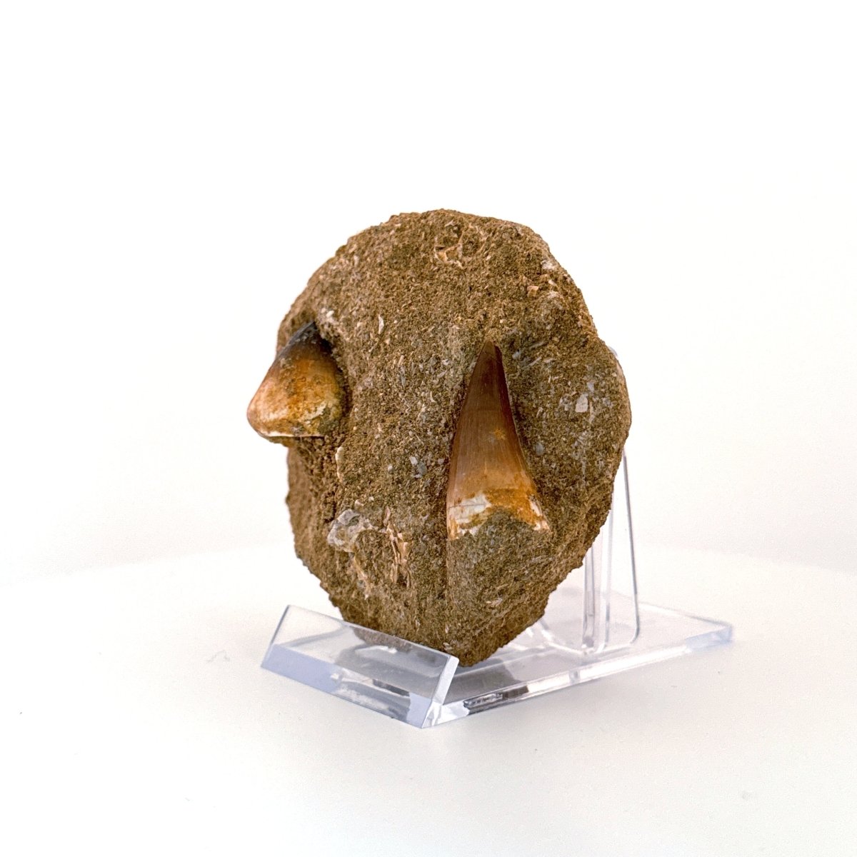 Mosasaur and Globidens Teeth on Matrix – Morocco, Late Cretaceous - FossilsAndMore