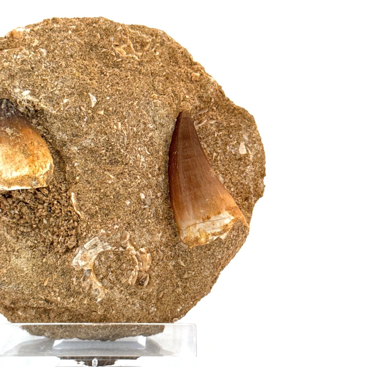 Mosasaur and Globidens Teeth on Matrix – Morocco, Late Cretaceous - FossilsAndMore