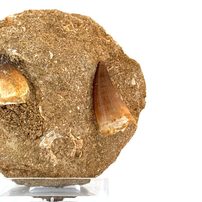Mosasaur and Globidens Teeth on Matrix – Morocco, Late Cretaceous - FossilsAndMore