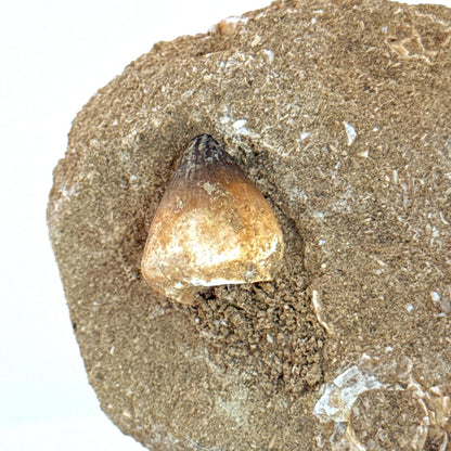 Mosasaur and Globidens Teeth on Matrix – Morocco, Late Cretaceous - FossilsAndMore